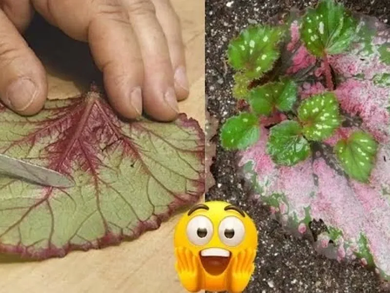 این نکته برای تکثیر گیاهان ارزش طلا را دارد، پس از یادگیری آن خوشحال خواهید شد!