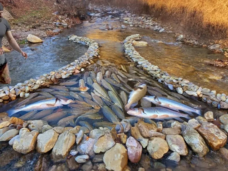 جالب ترین تکنیک ماهیگیری برای صید ماهی های بزرگ!