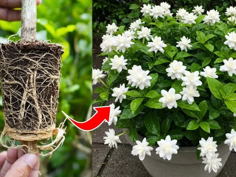 چگونه یاس موگرا را پرورش دهیم / تکثیر گیاه یاس موگرا!