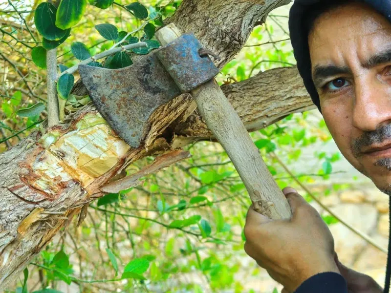 چرا همه باید از شر این درختان که باعث خسارت و ضرر مادی به همه سبزیجات نزدیک خود می شوند خلاص شوند؟