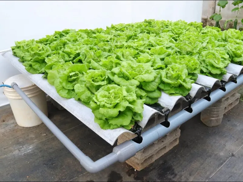 بدون آبیاری و بدون خاک / روش منحصر به فرد کاشت سبزیجات روی سقف های شیروانی راه راه!