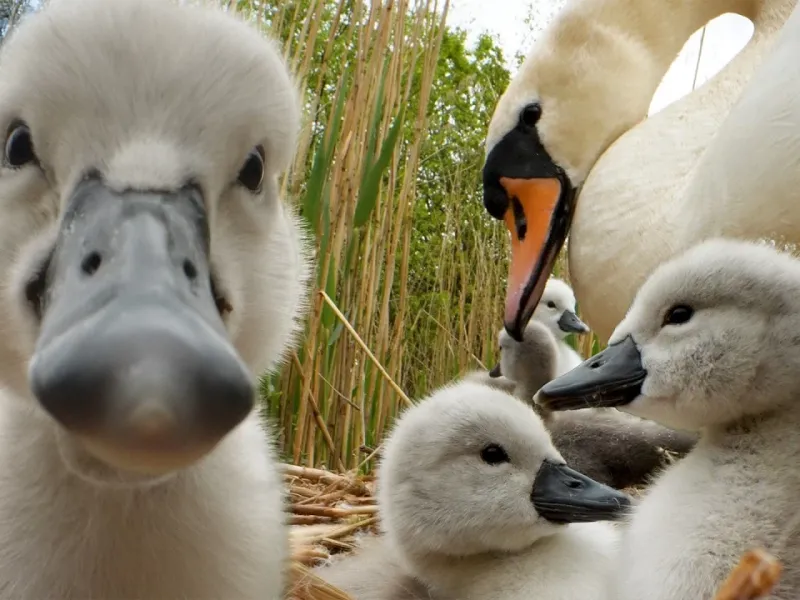فیلم نمای نزدیک شگفت انگیز از قوهای کوچک در داخل لانه | کشف حیات وحش!