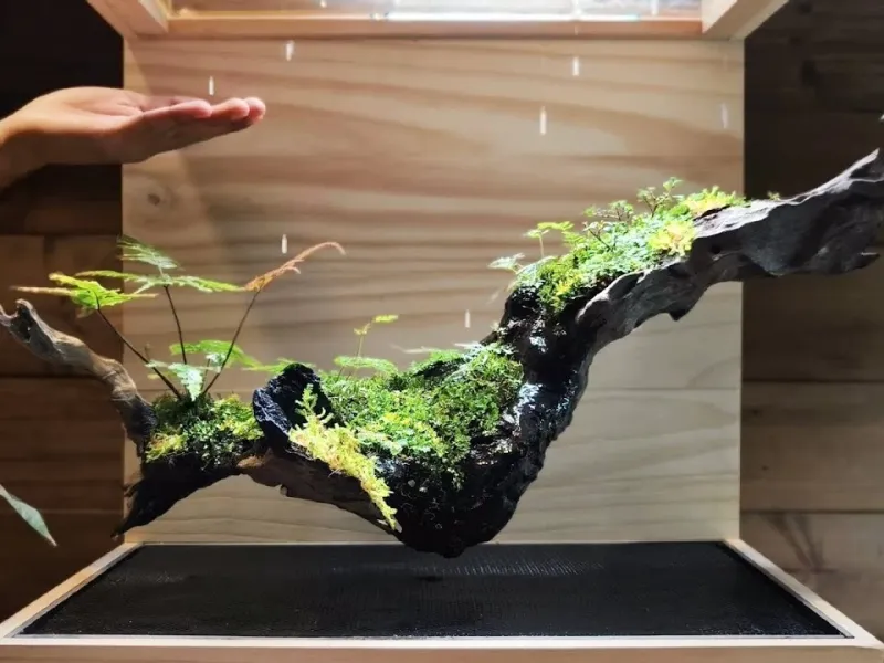 چگونه یک جنگل کوچک در جعبه ساختم | افکت شناور و باران!