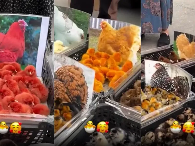 مادر رو ببین جوجه رو بگیر / از روی عکس انتخاب کن چه نژادی رو بخری!