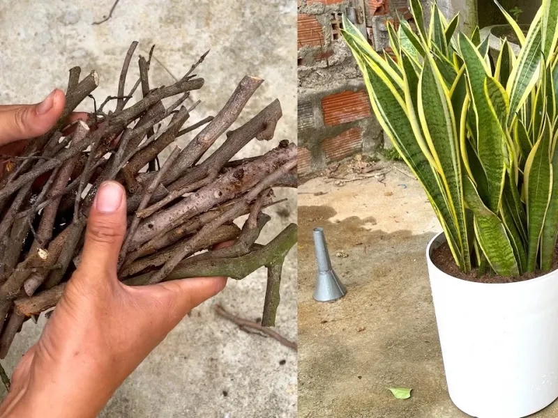 شاخه ها و برگ های خشک / راز جلوگیری از پوسیدگی ریشه!